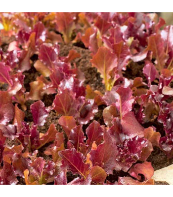 Biscia Salad Bowl - Vegetable Seeds