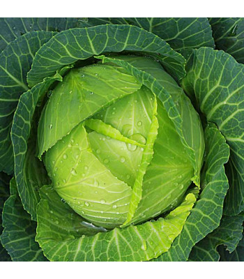Cabbage Poi - Vegetable Seeds