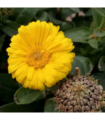 Calendula Bon Bon Yellow - Flower Seeds
