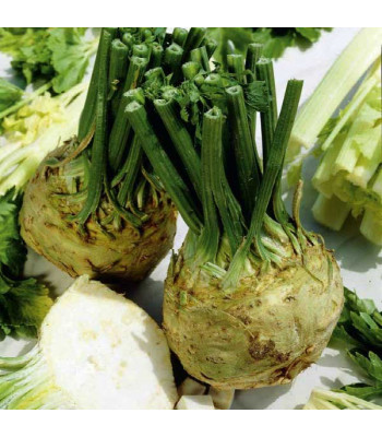 Celeriac Imp Prager Riesen - Vegetable Seeds