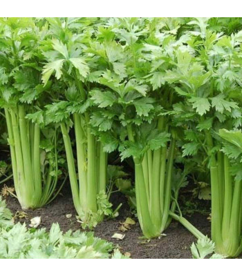 Celery Imported, Celery Tall Utah - Vegetable Seeds