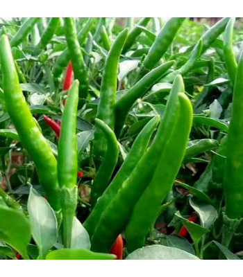 Chilli Jwala - Vegetable Seeds
