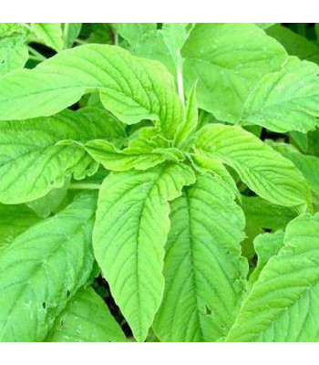 Choulai Green Edible, Amaranthus Green Edible - Vegetable Seeds