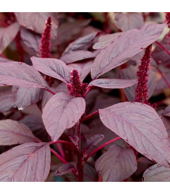 Choulai Red Edible, Amaranthus Red Edible -  Vegetable Seeds