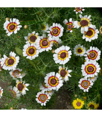 Chrysanthemum Carinatum Mixed Color - Flower Seeds