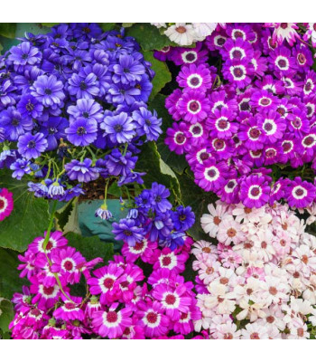Cineraria Mixed Color - Flower Seeds