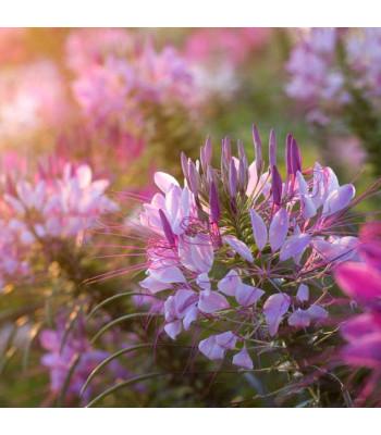 Cleome Spinosa Mixed Color - Flower Seeds