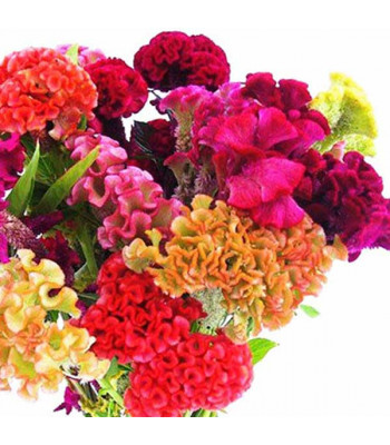 Cockscomb Mixed Color - Flower Seeds