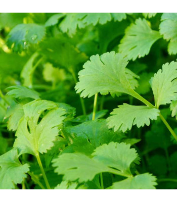 Coriander Green Aroma - Vegetable Seeds