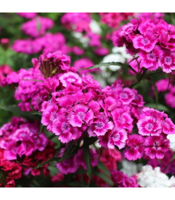 Dianthus Baby Doll Mixed Color - Flower Seeds