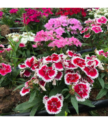 Dianthus Barbatus Mixed Color - Flower Seeds