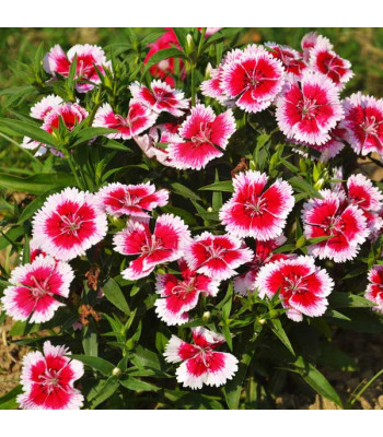 Dianthus Chinensis - Flower Seeds