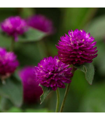 Gomphrena Purple - Flower Seeds