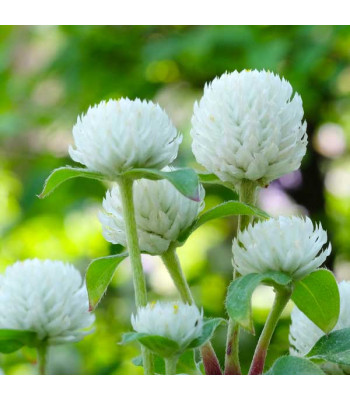 Gomphrena White - Flower Seeds