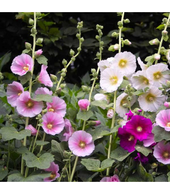 Hollyhock Mixed Color - Flower Seeds