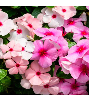 Impatiens Baby Mixed Color - Flower Seeds