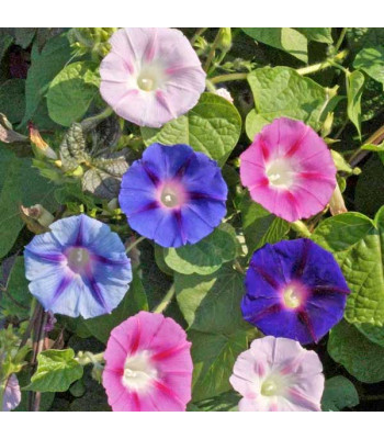 Ipomoea Mixed Color - Flower Seeds