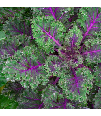 Kale Red Russian - Vegetable Seeds