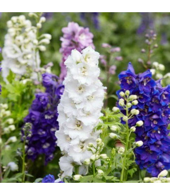 Larkspur Imperial Mixed Color - Flower Seeds