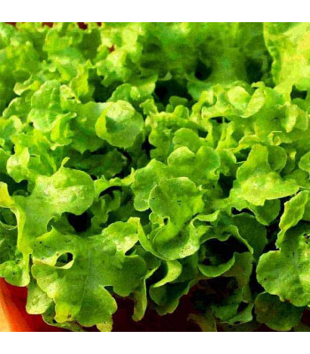 Lettuce Grand Rapids - Vegetable Seeds
