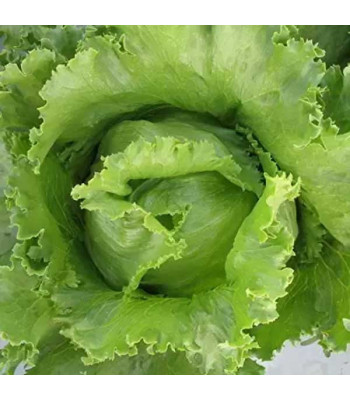 Lettuce Ice Berg Salista - Vegetable Seeds