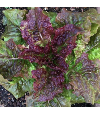 Lettuce Prize Head - Vegetable Seeds