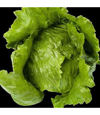 Lettuce Romaine Imported - Vegetable Seeds