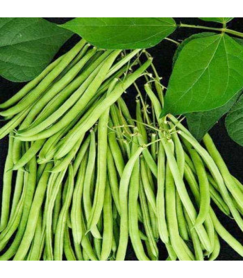 Lobia Beans - Vegetable Seeds