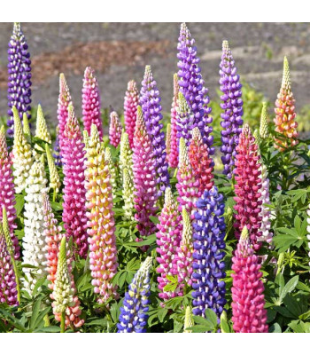 Lupin Pixie Dwarf Mixed Color - Flower Seeds