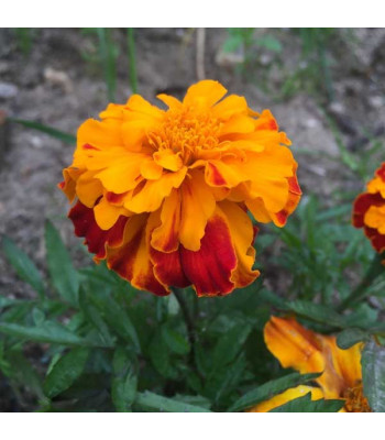 Marigold F-2 Orange Dwarf Double - Flower Seeds