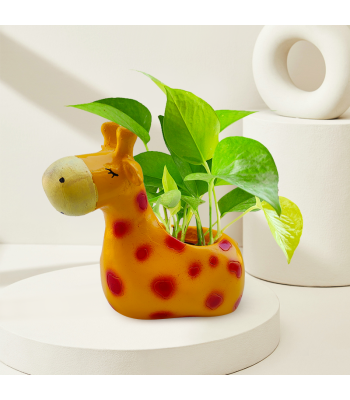 Money Plant Golden Plant In Cute Giraffe Resin Pot