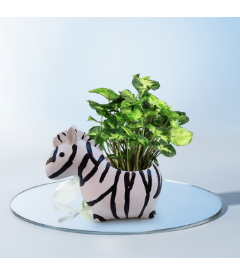 Classic Syngonium Plant In Cute Zebra Resin Pot