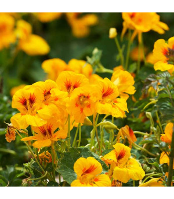Nasturtium Golden Yellow - Flower Seeds