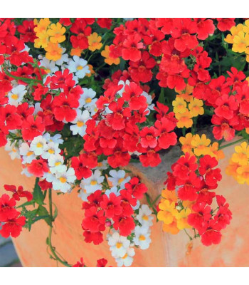 Nemesia Carnival Mixed Color - Flower Seeds