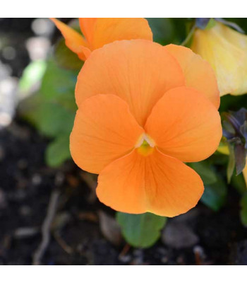 Pansy F1 Arancione Orange - Flower Seeds