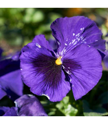 Pansy F1 Beconsfield - Flower Seeds