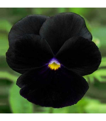 Pansy F1 Black Blotch - Flower Seeds
