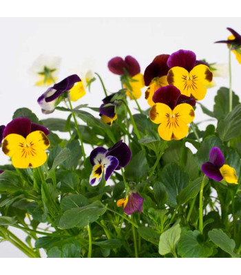 Pansy F1 Blotch Mixed Color - Flower Seeds