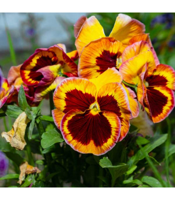 Pansy F1 Delta Fire - Flower Seeds