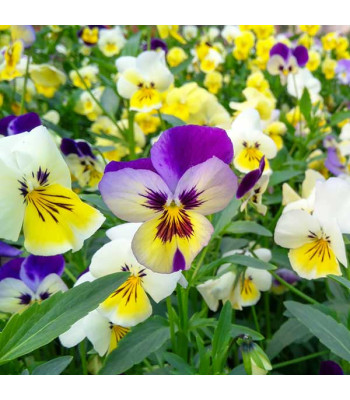 Pansy F1 Swiss Giant - Flower Seeds