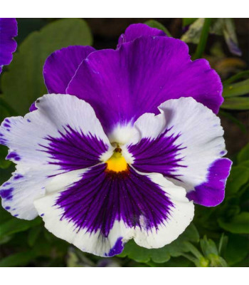 Pansy F1 Violet-White Blotch - Flower Seeds