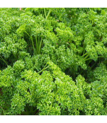 Parsley Forest Green - Vegetable Seeds