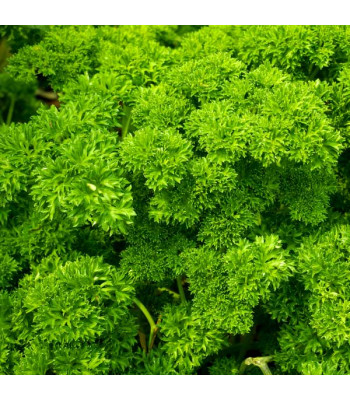 Parsley Moss Curled - Herb Seeds