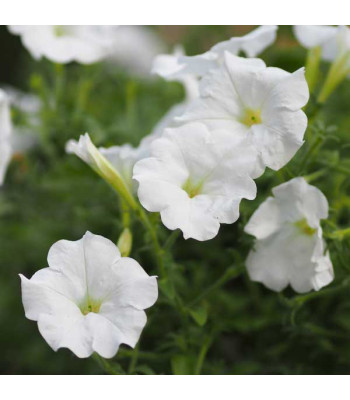 Petunia Grandiflora White - Flower Seeds