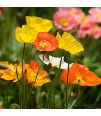 Poppy Iceland Nudicale Mixed Color - Flower Seeds