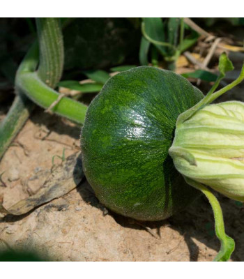 Pumpkin - Vegetable Seeds