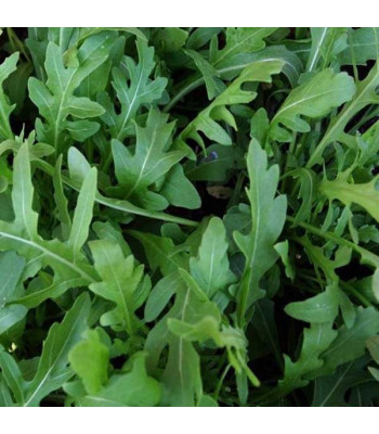 Rocket Arugula Wild Cut leaves - Herb Seeds