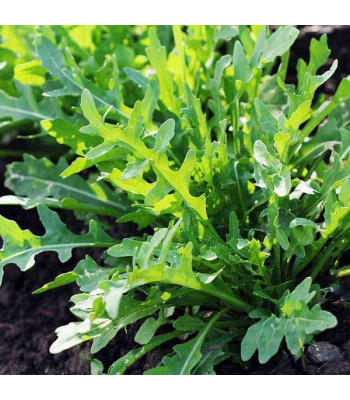 Rocket Cultivated - Herb Seeds