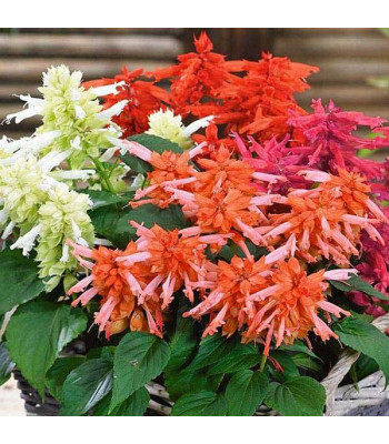 Salvia F1 Hybrid Mixed Color - Flower Seeds