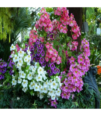 Schizanthus Angel Mixed Color - Flower Seeds